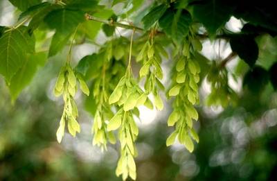 ACER NEGUNDO